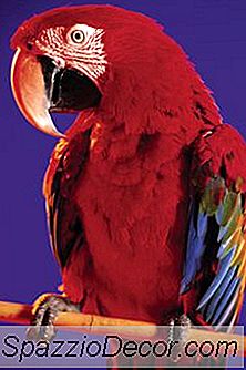 내 남편을 비명 지을 때 어떻게 내 앵무새를 멈출 수 있습니까?