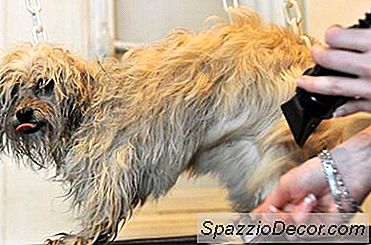 Bagaimana Saya Memilih Gunting Anjing?