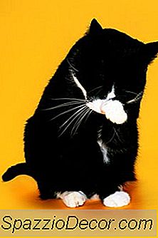 Comment Les Toiletteurs Professionnels Baignent-Ils Les Chats?