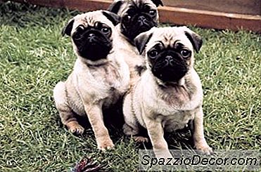 Como Os Pugs Consomem Worms?