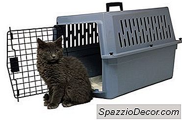 In Che Modo I Farmaci Per Il Dolore Influenzano I Gattini Dopo L'Intervento Chirurgico?