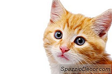 ¿Cómo Funciona La Rotación De La Oreja De Un Gato?