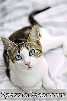 Hoe Helpt Castratie Een Kat Met Gedragsproblemen?