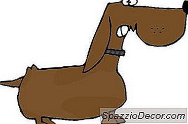 Quão Cedo Você Pode Obter Um Macho Dachshund Castrado?
