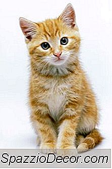 Quanto Tempo Albon Trabalha Em Gatinhos