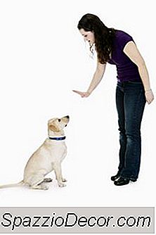 Hvor Lang Tid Kan En Hund Straffes Efter Dårlig Adfærd?