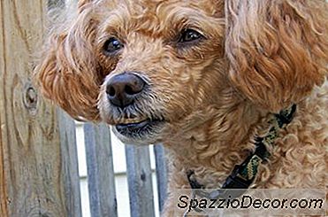 Há Quanto Tempo O Cockapoos Vive?