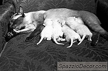 Quanto Tempo Um Gato Leva Gatinhos Antes Que Eles Nasçam?