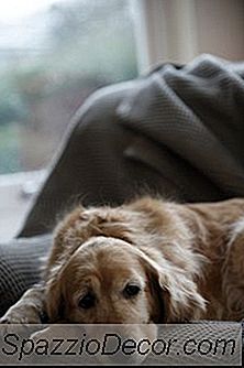 Hvor Lang Tid Tar Det For En Hund Å Tilpasse Seg Til Et Fly?