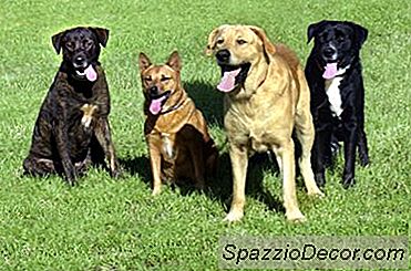 Berapa Banyak Pelbagai Jenis Kot Terdapat Untuk Anjing 2020