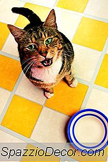 Quantos Dentes Os Gatos Têm?