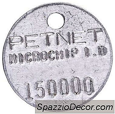 Berapa Biaya Untuk Microchip Seekor Anjing?