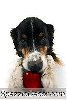 Berapa Banyak Pakan Anjing Berdasarkan Berat