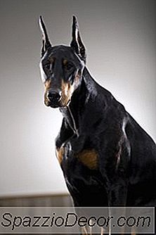 Quantas Vezes Os Dobermans Precisam De Um Banho?