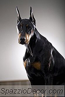 Wie Oft Brauchen Dobermänner Ein Bad?