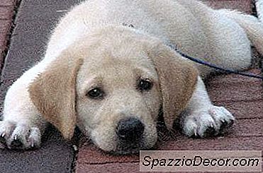 Quantas Vezes Os Cães Precisam Da Vacina Parvo?