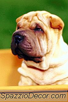 Hvor Ofte Skal Du Vaske Shar Pei?