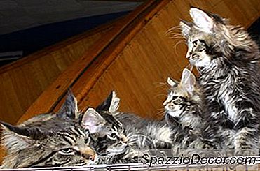 Wie Alt Sind Katzen, Wenn Sie Aufhören Zu Wachsen?