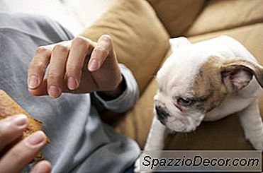 भोजन खाना शुरू करने के लिए कुत्तों को कितना पुराना माना जाता है?