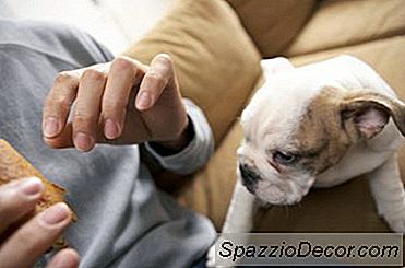 ¿Cuántos Años Se Supone Que Tienen Los Perros Para Comenzar A Comer Alimentos?