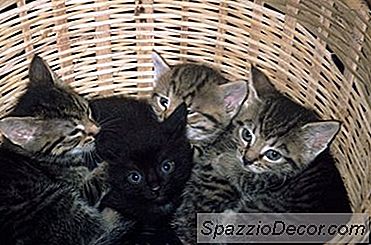 Hoe Oud Zijn Kittens Als Ze Water Beginnen Drinken?