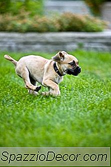 Wie Alt Ist Ein Welpe, Bevor Er Seinen Namen Erkennt?