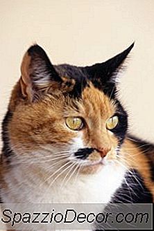 Como Logo Após Um Gato Entrar No Calor Ela Pode Ser Esterilizada?