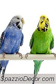 Cum Să Înveți Două Parakeets