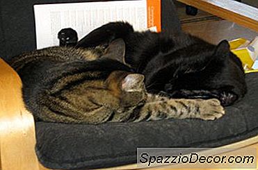 Hoe Een Kat Te Adopteren Als Iemand Er Al Een Heeft