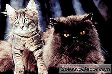 Cum Să Adoptați O Pisică Și O Pisică Adulți Împreună