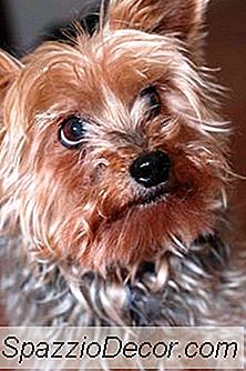 Come Adottare Un Yorkie