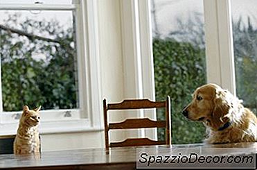 Como Permitir Que Um Cão Acesse O Quintal E Mantenha O Gato Em