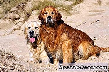 Como Fazer Cães Uns Aos Outros Em Casa