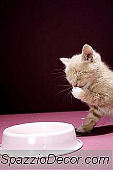 Cum Sa Coaceti Pisica Tratata Cu Catnip