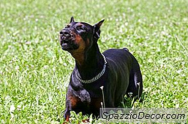 Hvordan Man Laver En Doberman