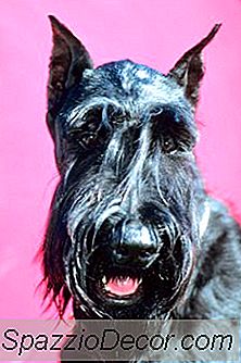 Cara Memandikan Schnauzer