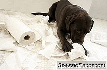 Como Quebrar Um Filhote De Cachorro Do Sétimo Mês De Beliscando