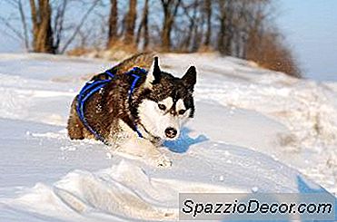 Bagaimana Untuk Menghancurkan Huskies