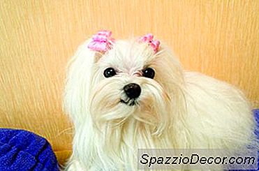 Karışık Uzun Saçlı Bir Köpek Nasıl Fırçalanır