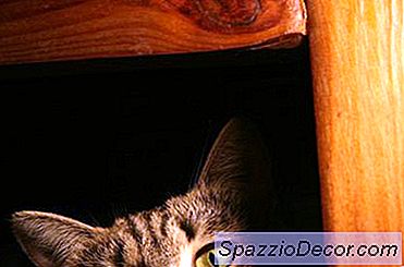 Wie Man Eine Katzenstreukastenabdeckung Baut