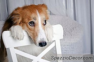 Como Acalmar Um Cão Latindo Skittish