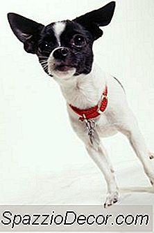 Como Cuidar De Um Bebê Chihuahua