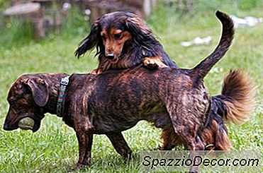 Comment Prendre Soin D'Un Teckel Dapple