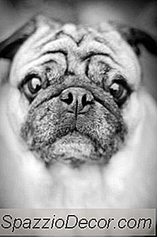 Como Cuidar De Pugs Idosos
