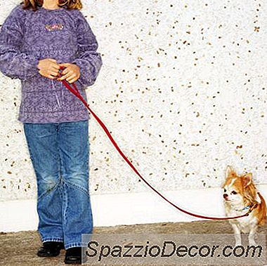 Hoe Zorg Je Voor Langharige Chihuahuas