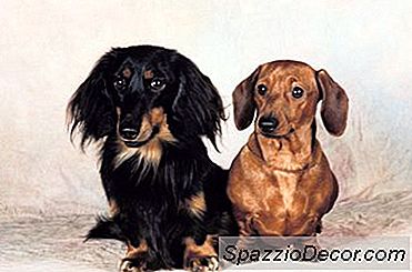 Minyatür Dachshund Yavruları İçin Bakım