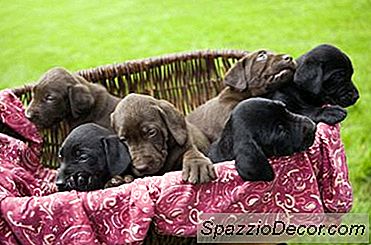 Hoe Voor Pasgeboren Puppy'S Te Zorgen