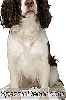 Springer Spaniel Coat를 관리하는 방법