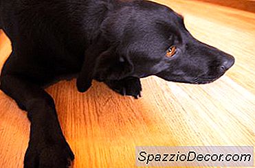 Cum De A Curăța Câine Pee Off Podele Din Lemn Tare