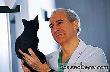 So Reinigen Sie Flöhe Von Katzen &Amp; Teppich